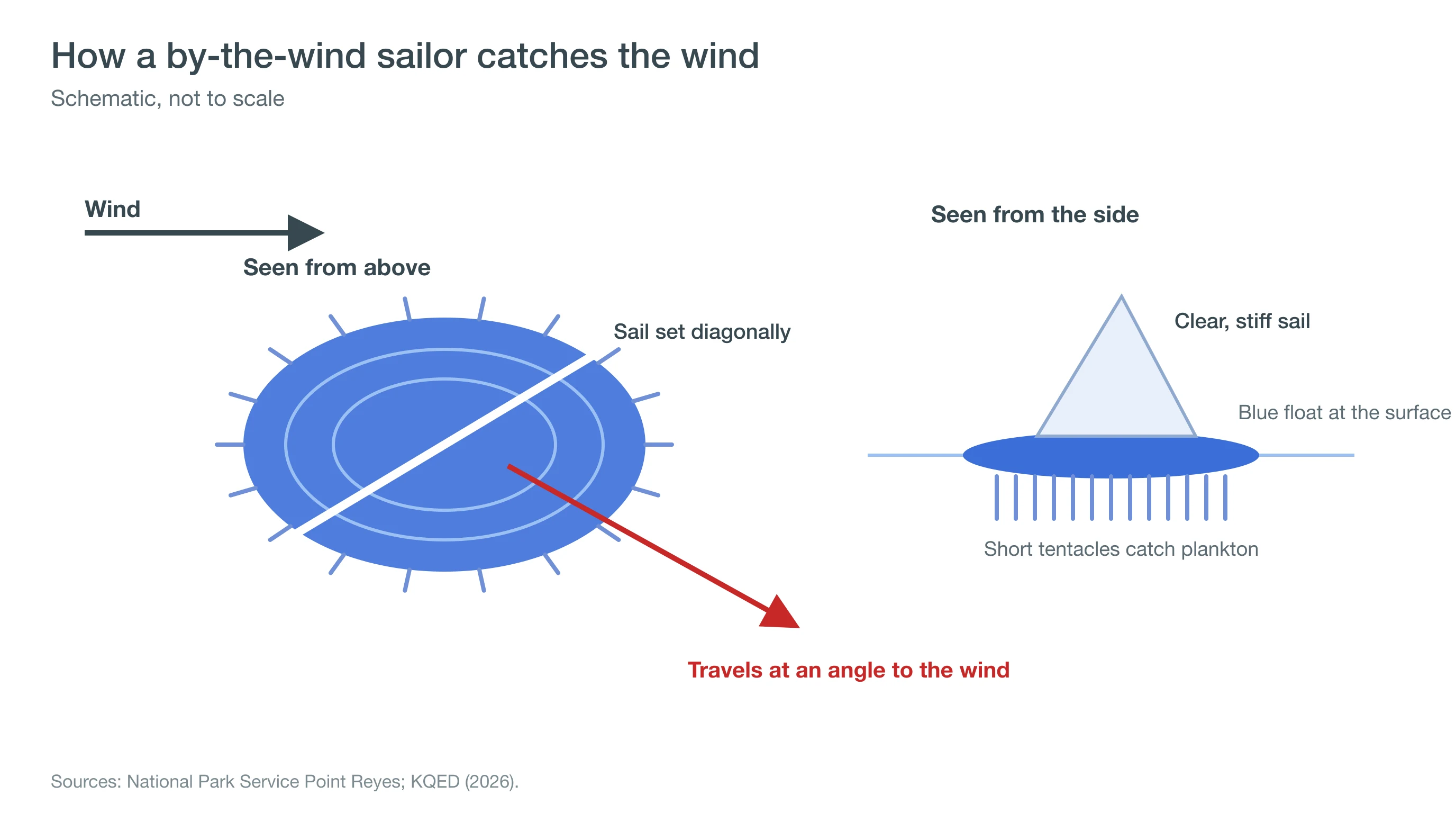 Diagram of a by-the-wind sailor showing its blue float, angled sail and tentacles, moving at an angle to the wind