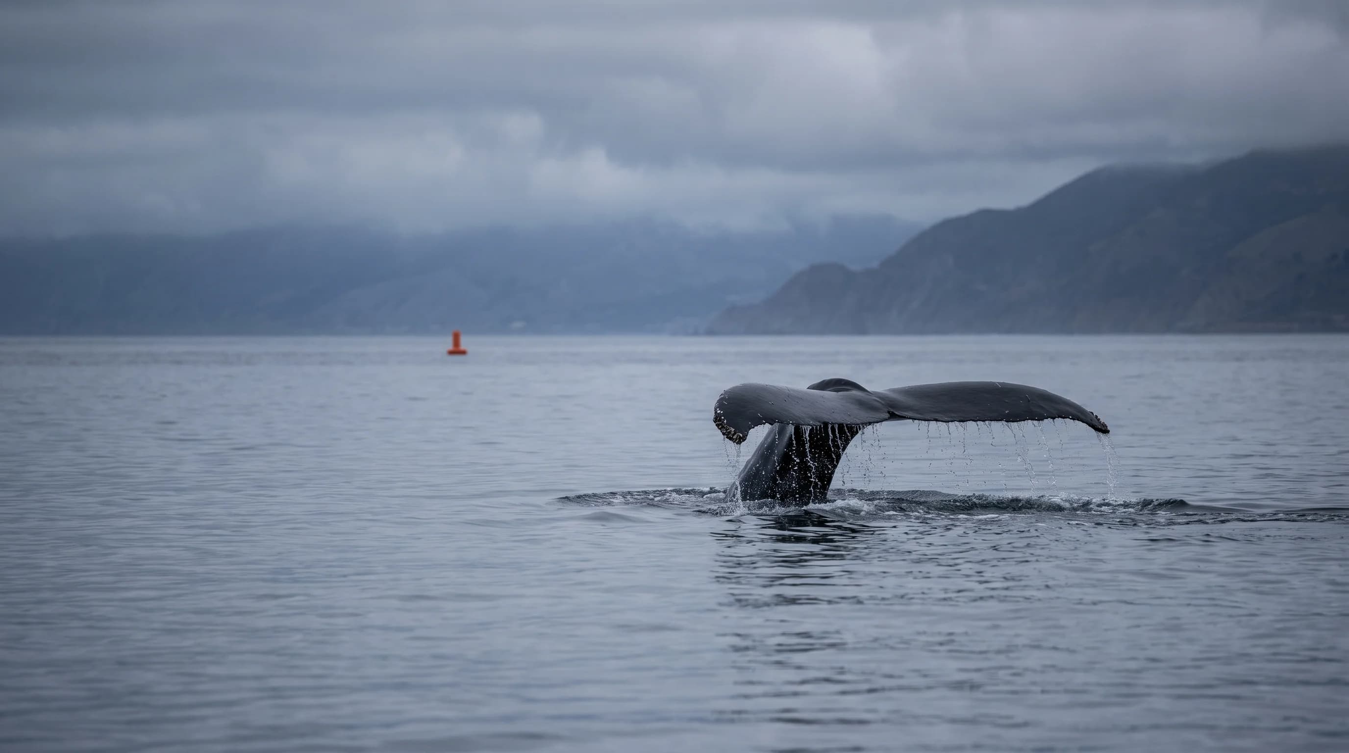 A humpback whale's tail rises above calm gray ocean water off the Northern California coast