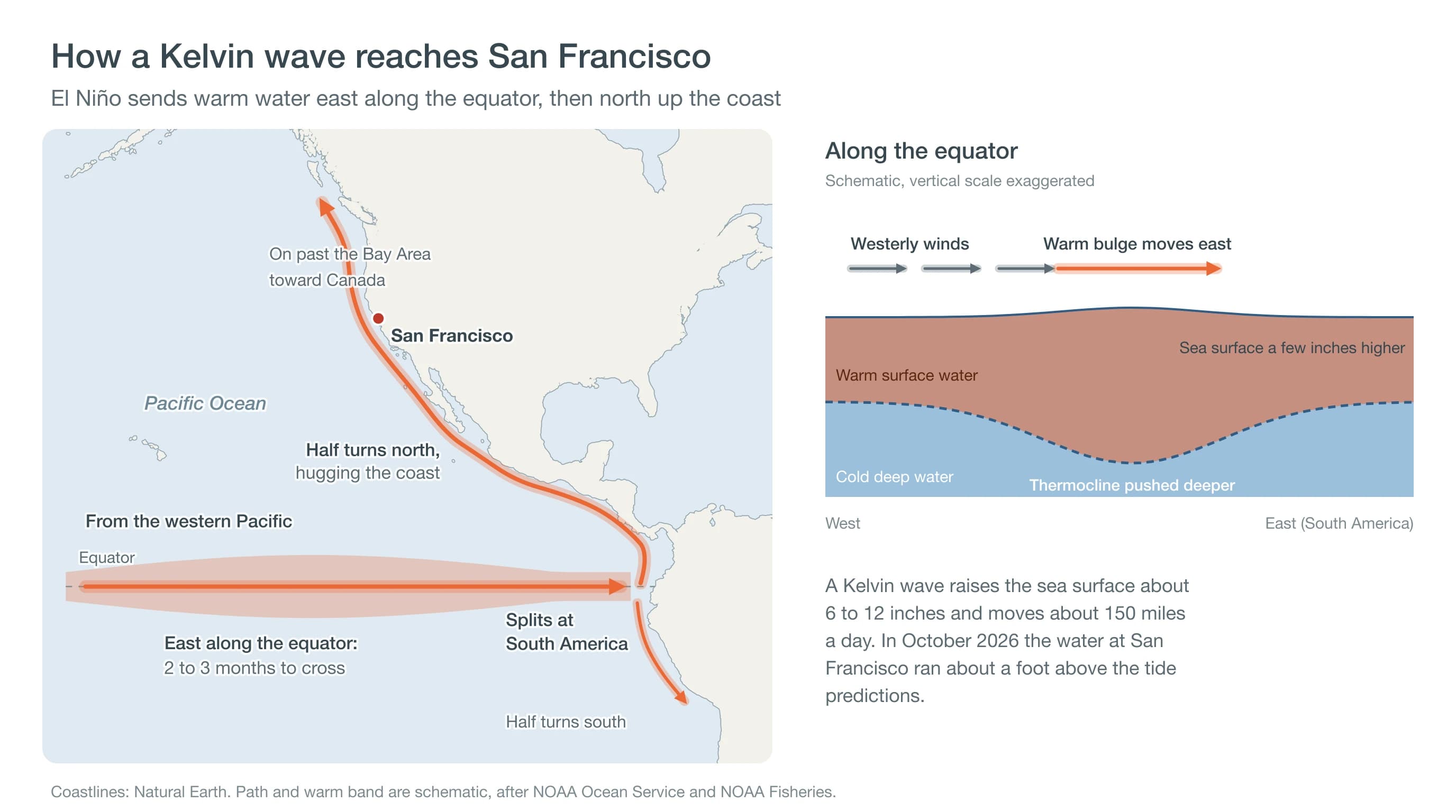 Diagram of a Kelvin wave carrying warm water east along the equator, splitting at South America and running north along the coast to San Francisco