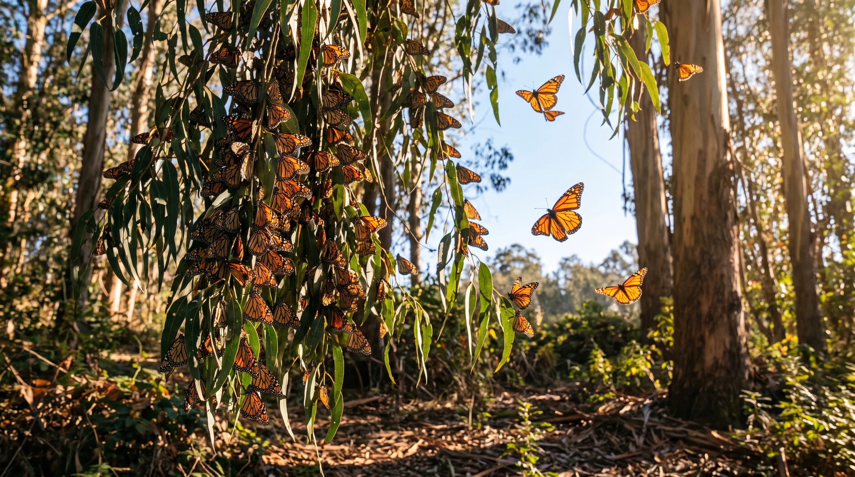 Monarchs in Pacific Grove and Santa Cruz: When to See Them