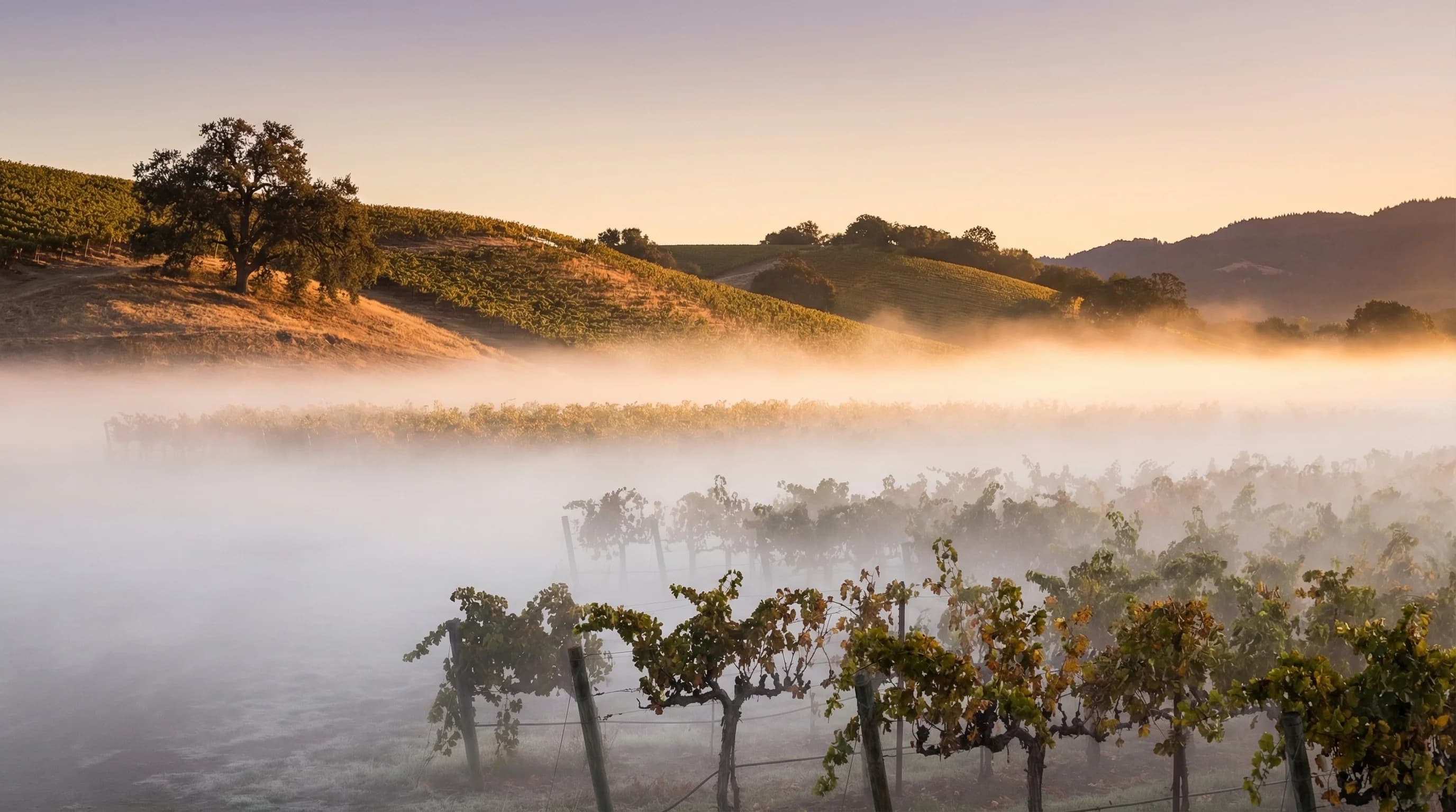 Radiation Fog: How Ground-Level Fog Forms on Clear, Calm Nights