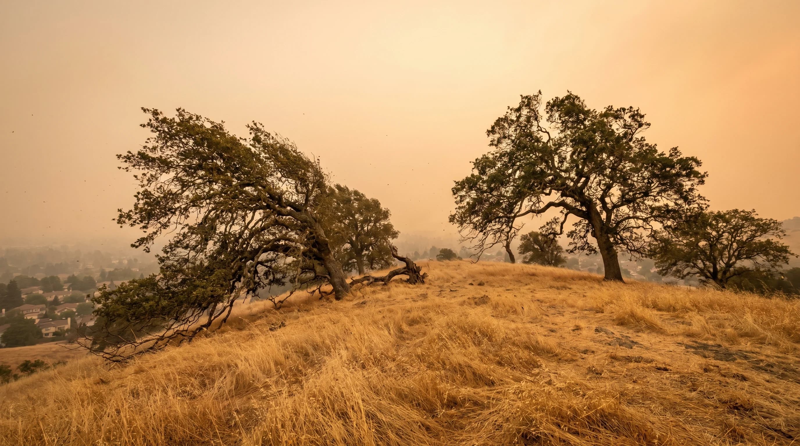 Red Flag Warning vs. Fire Weather Watch: What Each Alert Level Means