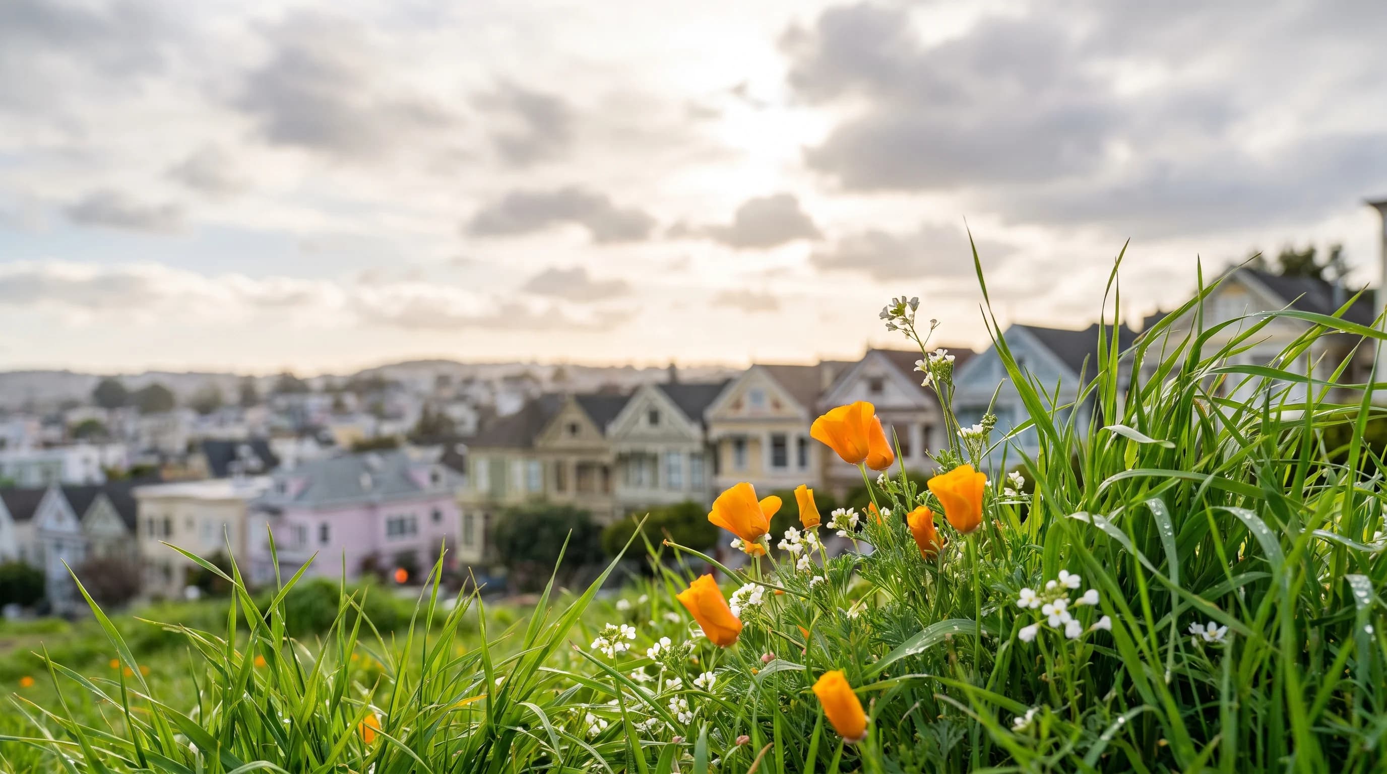 Green grass and early orange poppies on a San Francisco hilltop park in late February, with rooftops blurred below