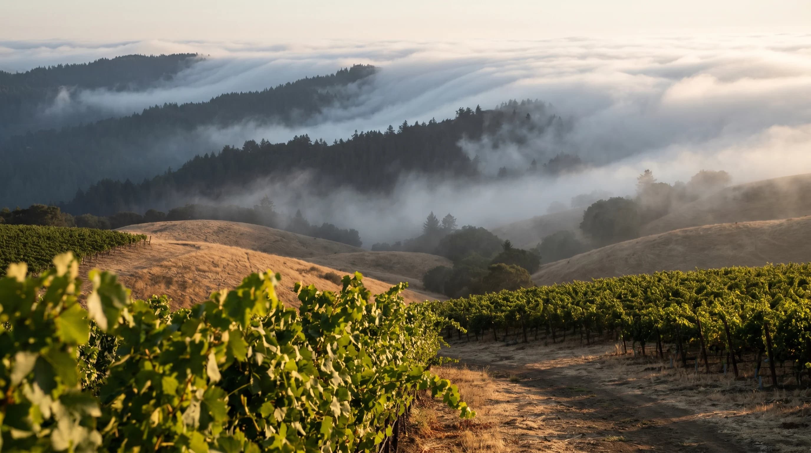 Sonoma County vineyard with coastal fog visible in the background hills