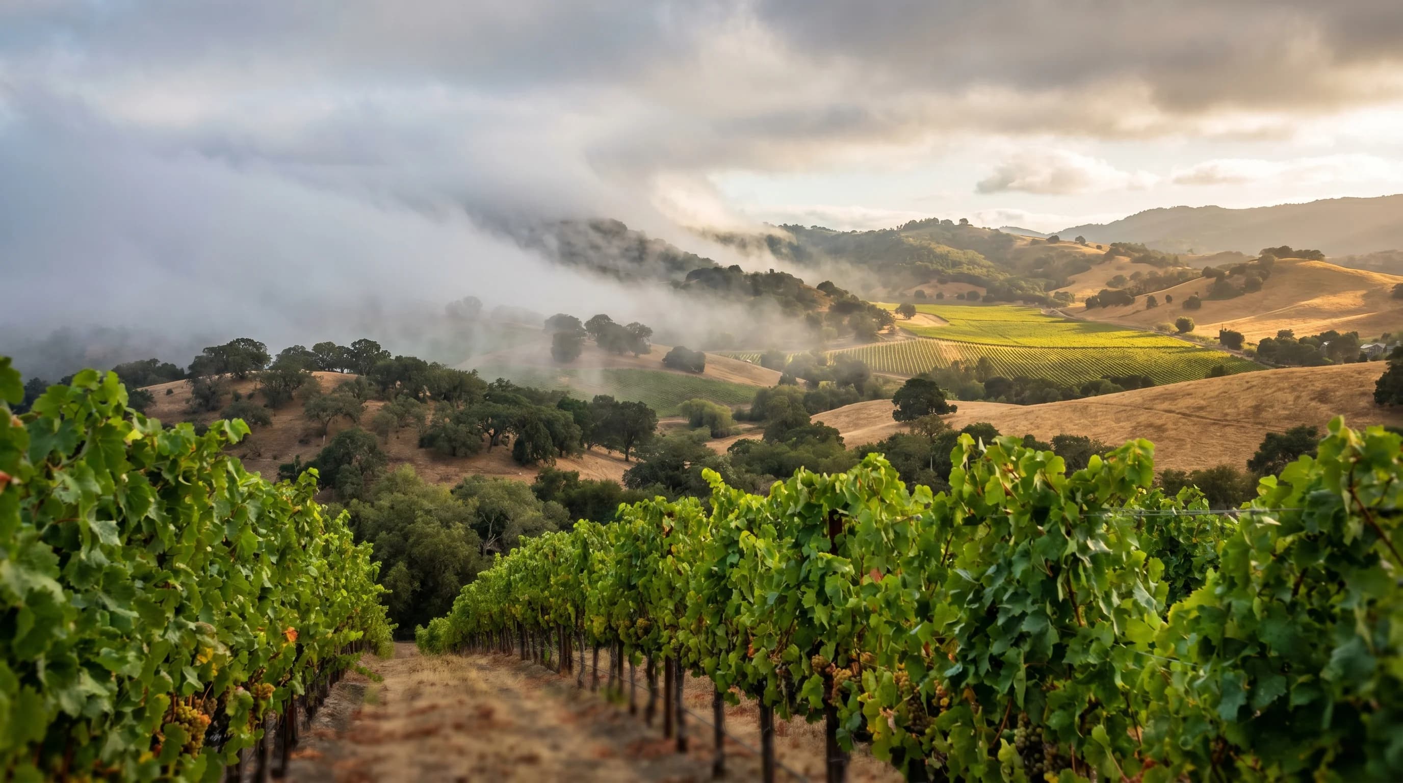 Sonoma Weather Guide: How Wine Country's Climate Differs from Napa