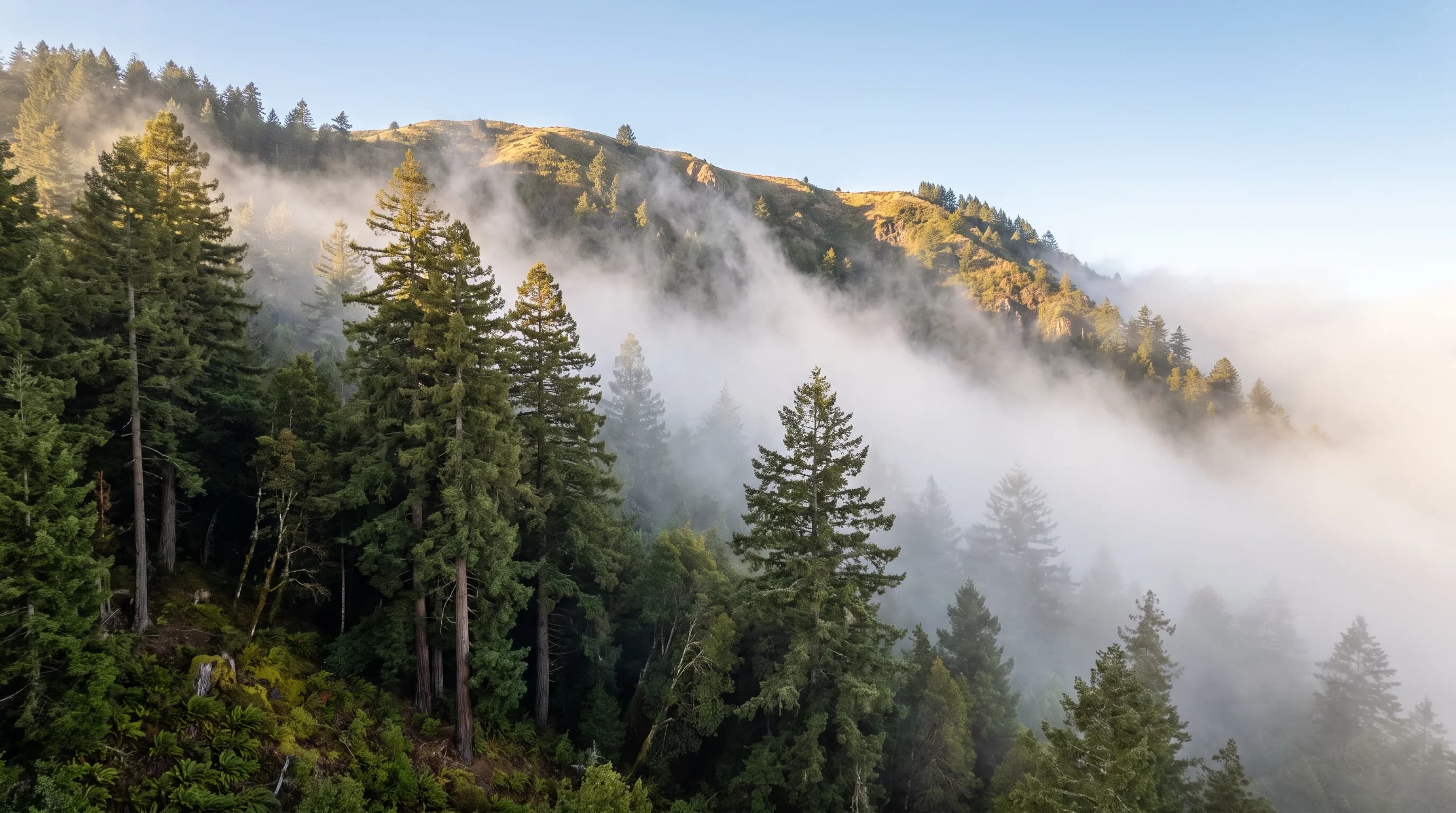 Marine fog flowing up a forested coastal ridge in late afternoon, thinning below a sunlit crest